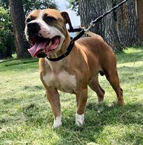 AlpacaSoaps and Ho-Bo Care Boxer Rescue Have Joined Forces to Save Dogs