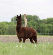 Meet Tyson - A twelve year old (teen) alpaca helping to develop a coronavirus vaccine Alpacasoaps Alpaca Soaps