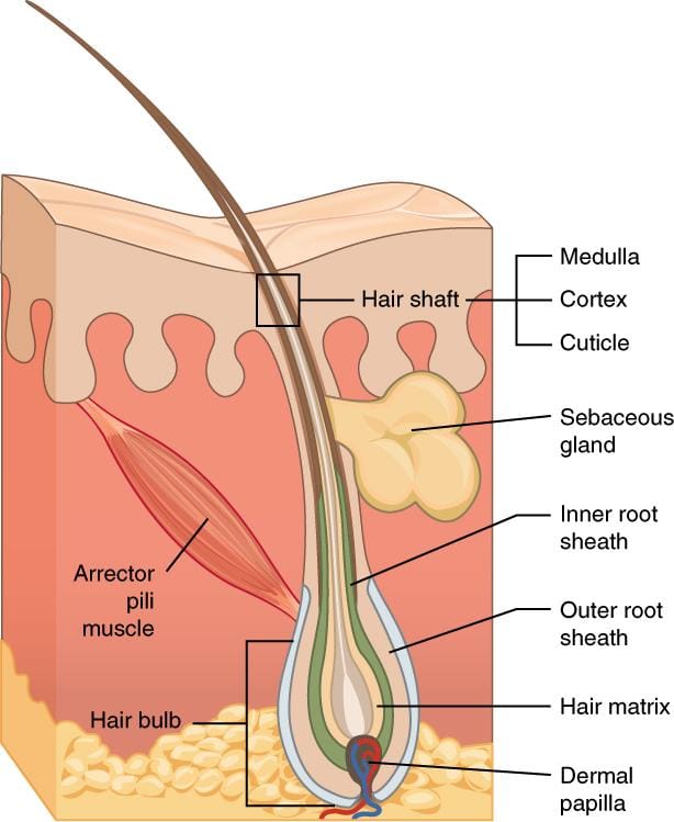 cross section of the skin showing the hair follicle AlpacaSoaps Alpaca Soaps