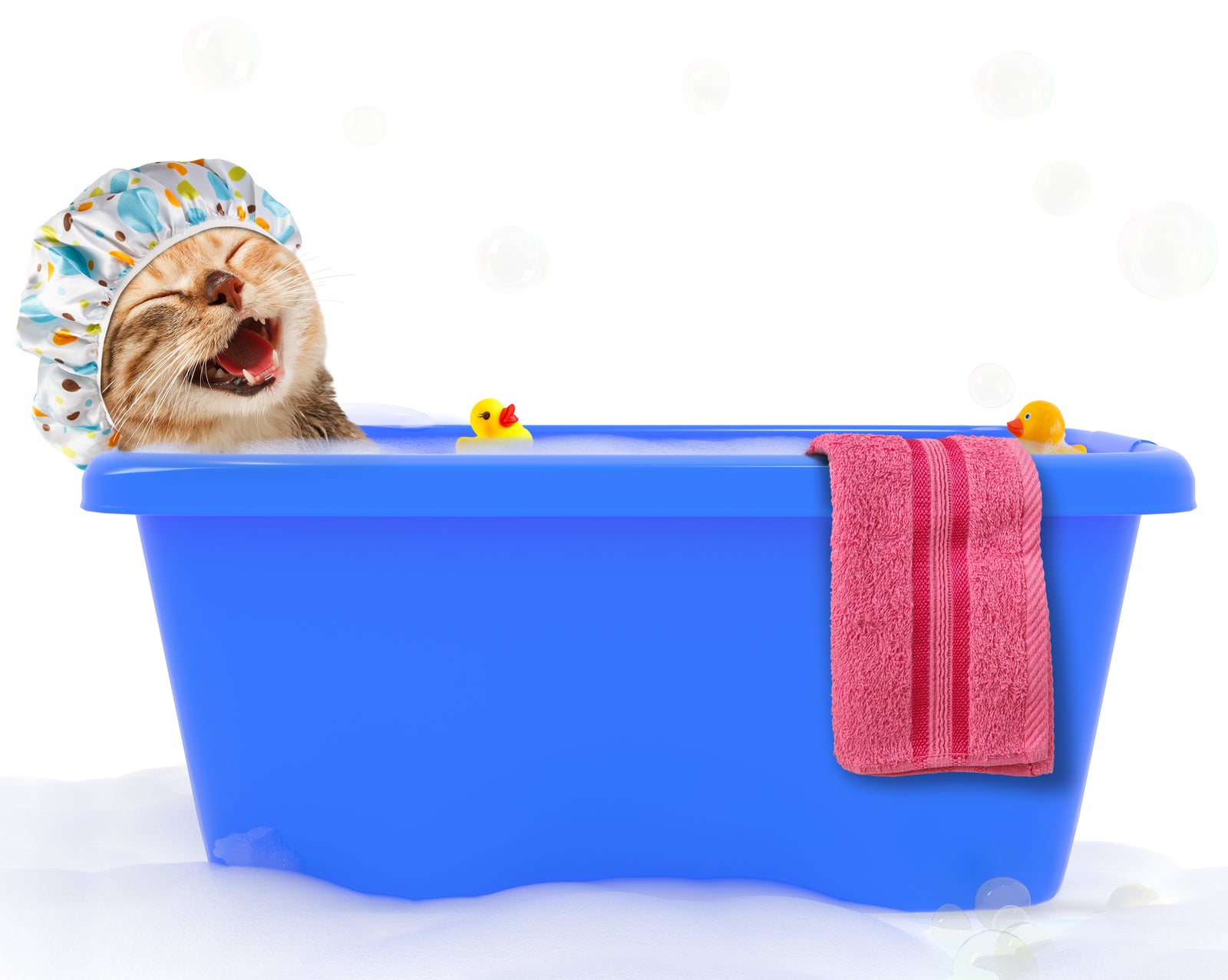 Cat relaxing in a blue bath tub with a rubber duckie