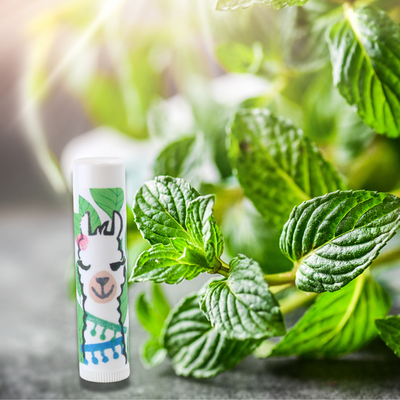 Double Mint Flavored Lip Balm in photo with bouquet of mint Alpaca Soaps, AlpacaSoaps